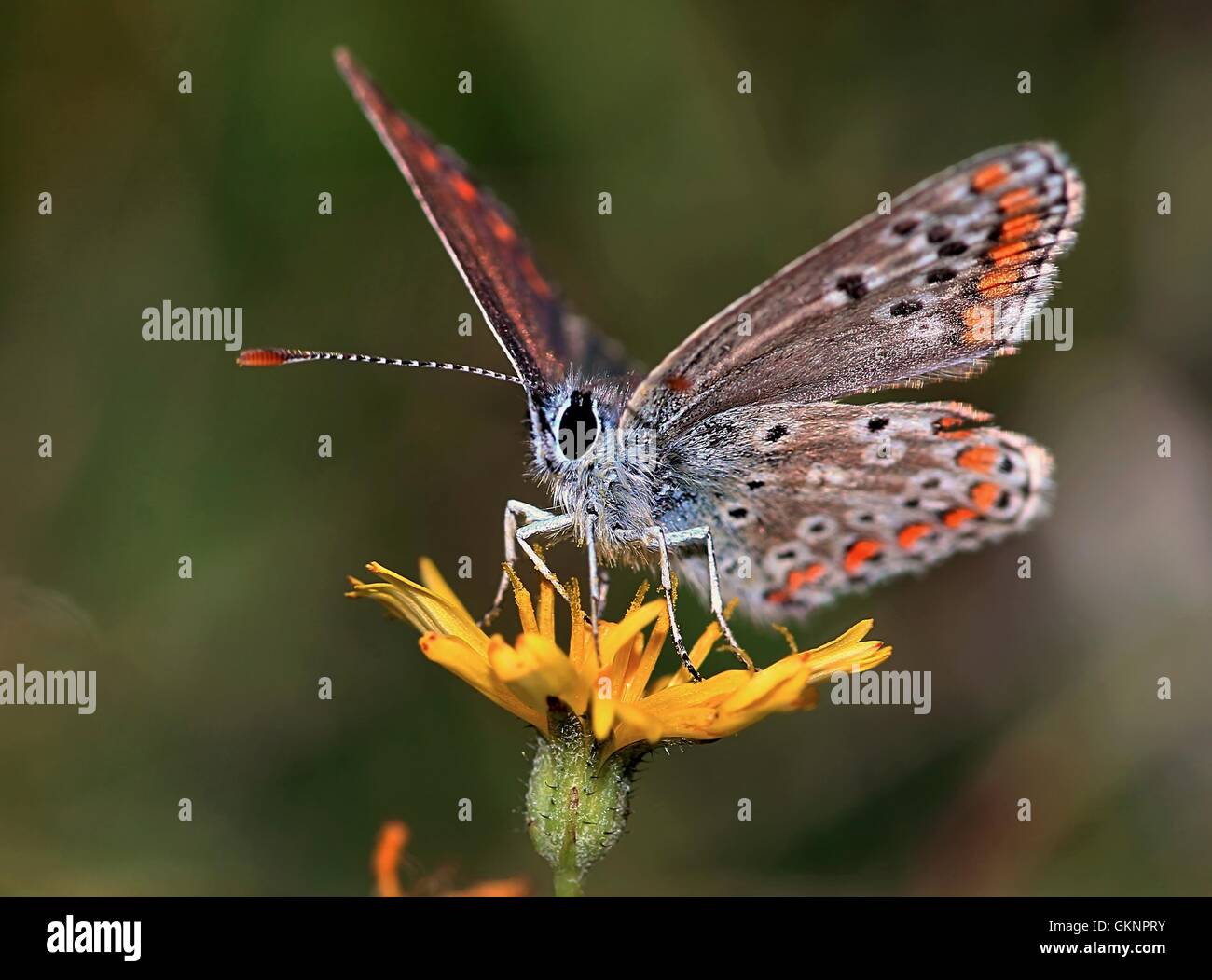 L'Homme papillon Argus Brun (Aricia agestis Plebeius agestis, faisant face à la caméra, Banque D'Images