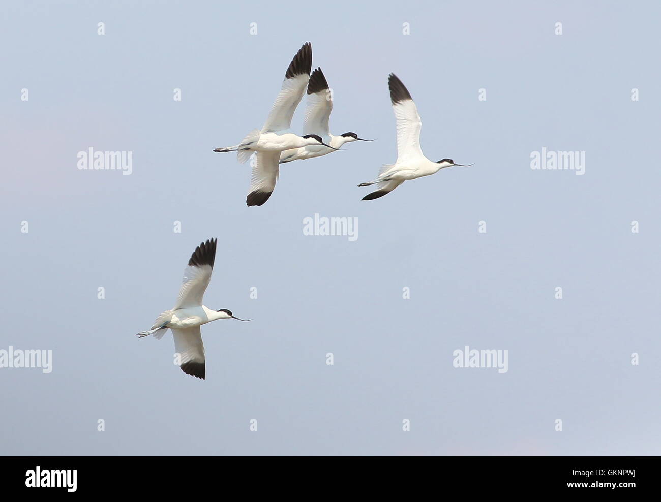 Quatre Européens Pied Avocets (Recurvirostra avosetta) en vol Banque D'Images