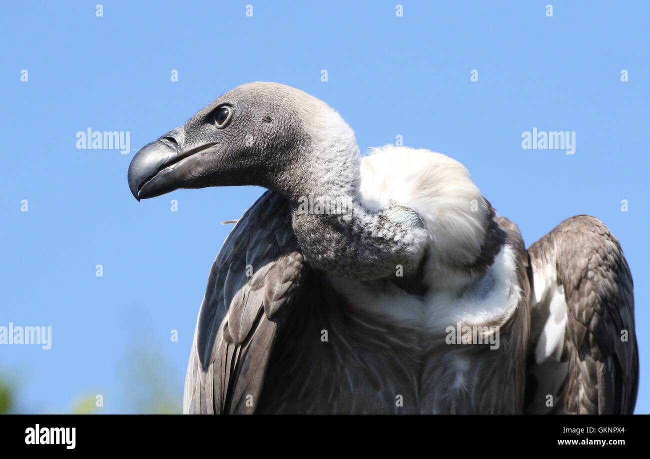 Portrait libre d'un vautour Africain (Gyps africanus) - vu de profil Banque D'Images