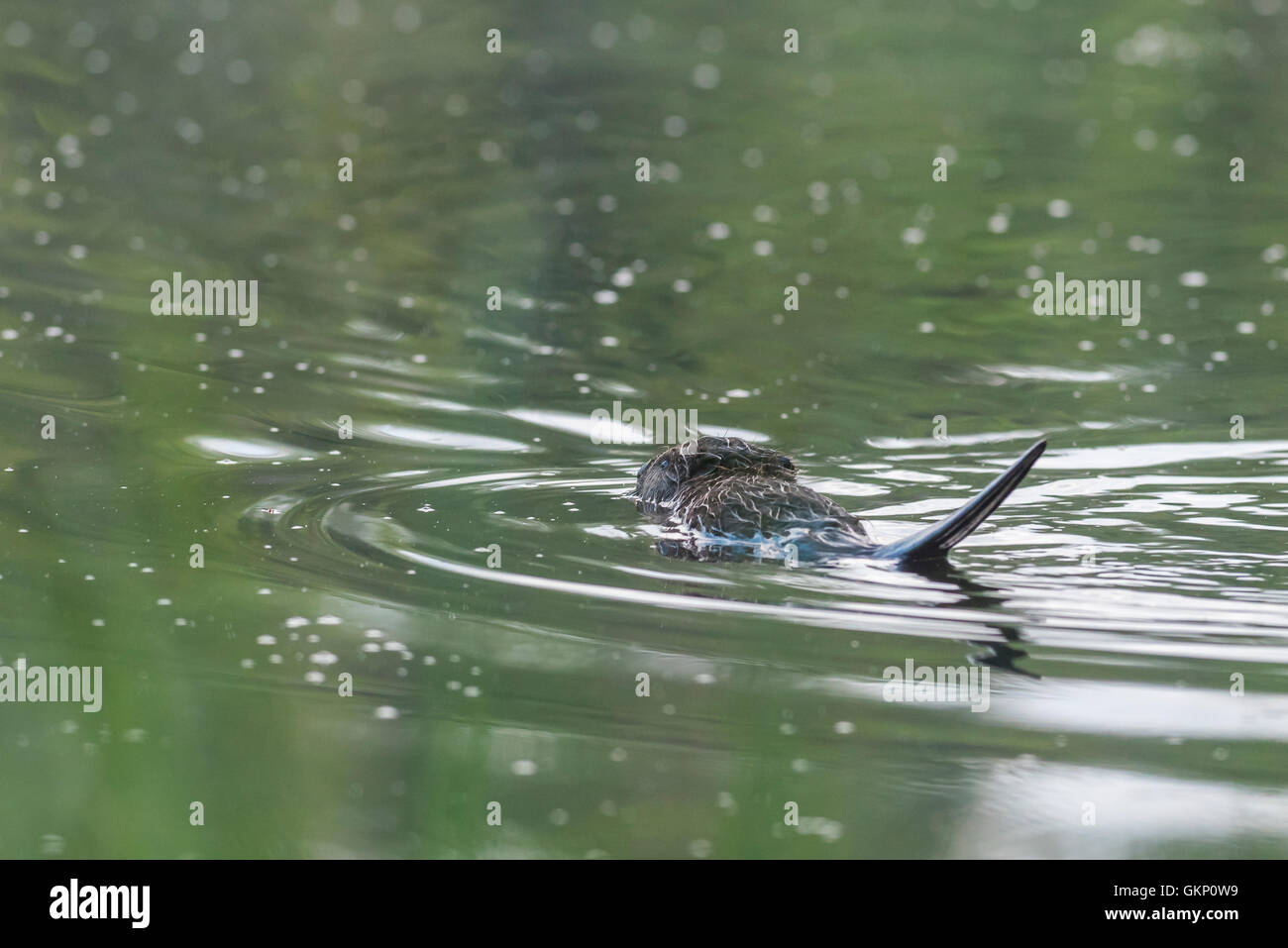 Bäver, Castor, gnagare vattendjur Castoridae,,, bäverdamm fördämning byggare,,, castor, Castor, l'eau, les rongeurs, les Castoridae, anim Banque D'Images