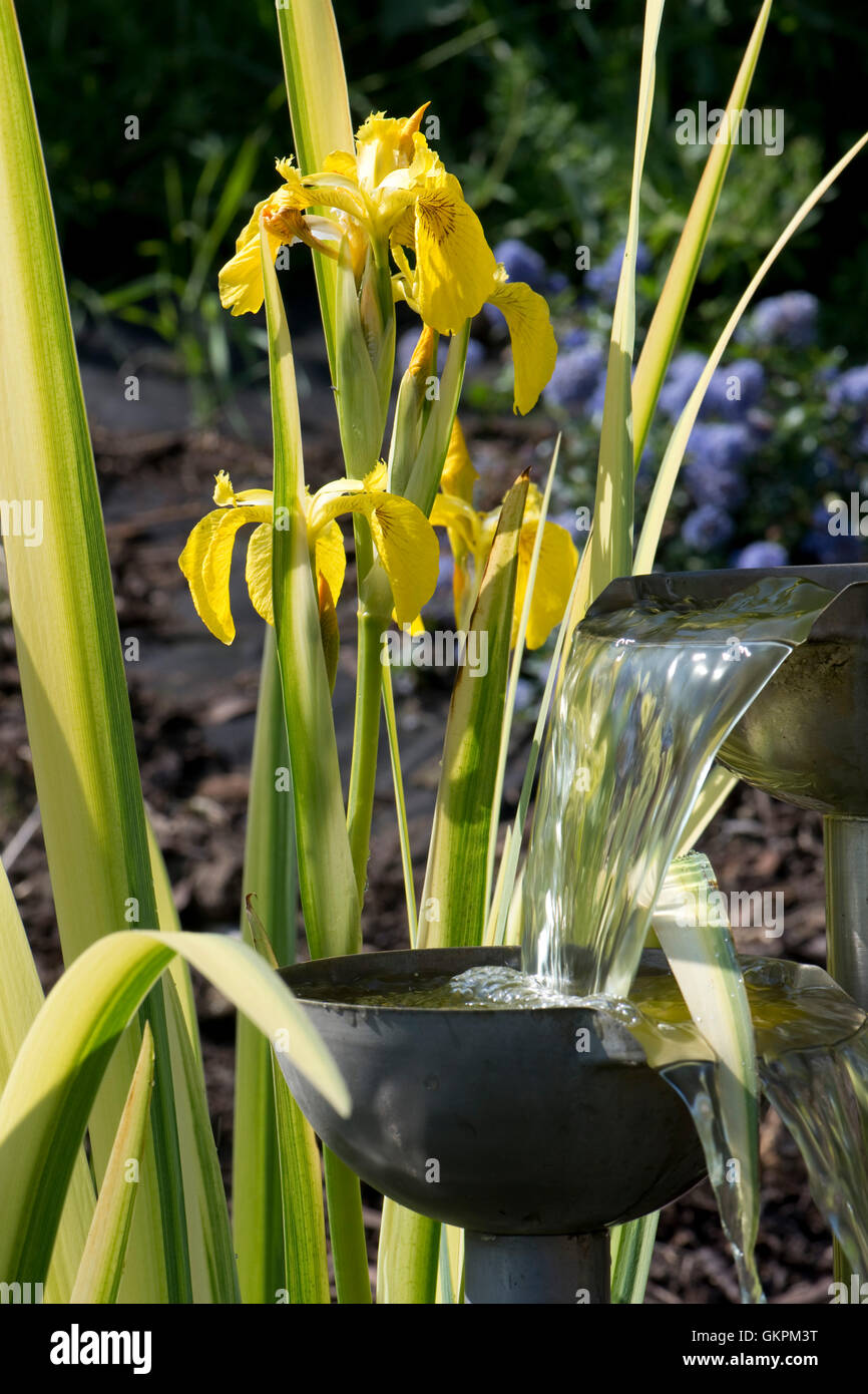 Dispositif de l'eau avec Iris pseudocorus 'Variegata', un drapeau jaune iris en fleurs derrière, Mai Banque D'Images