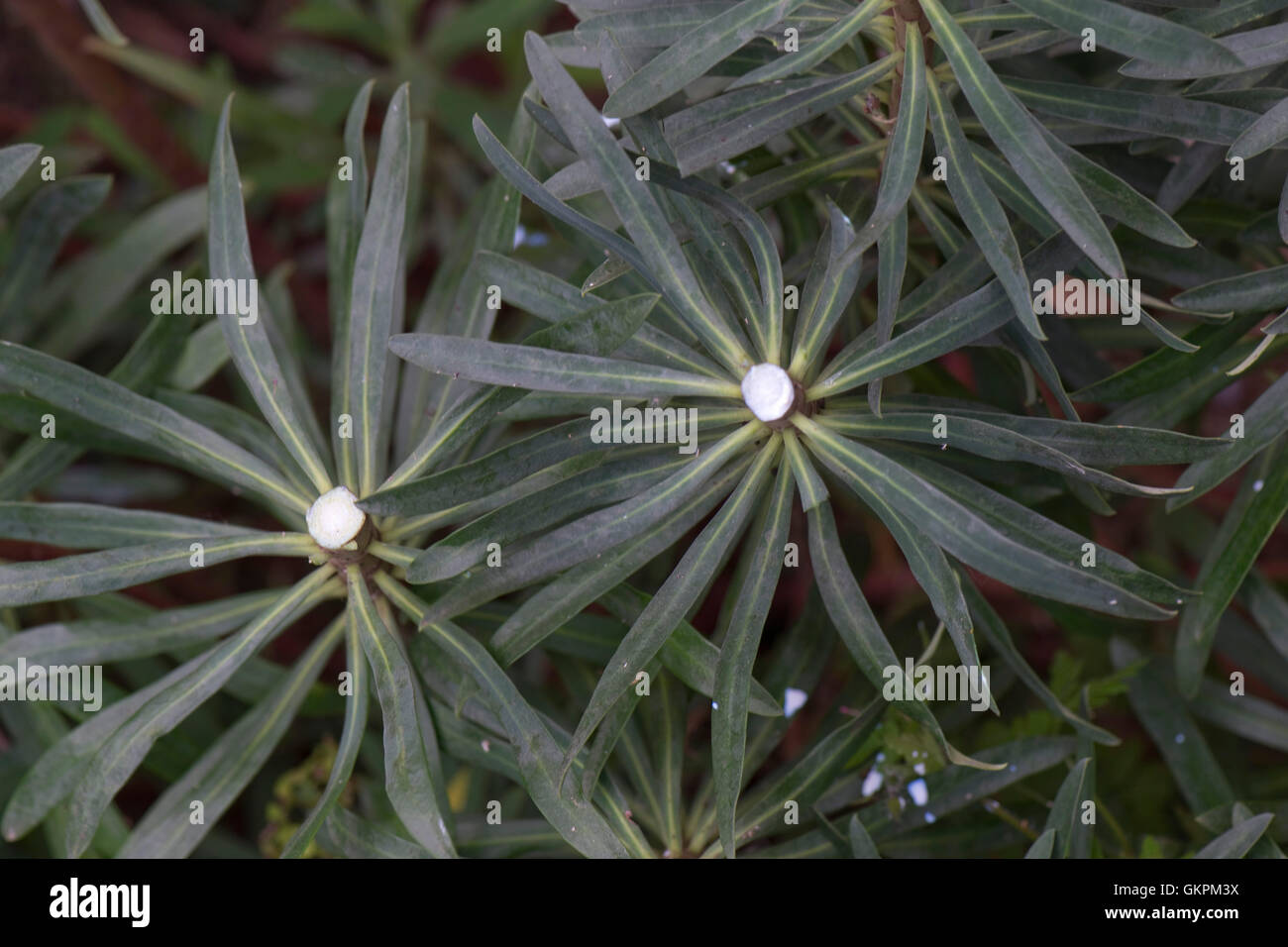 L'exsudation laiteuse d'une tige coupée d'une plante ornementale Euphorbia plante, l'exsudation est un irritant cutané Banque D'Images