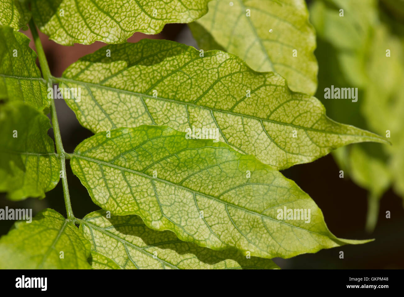 Chlorose provoqué par la carence en fer sur les feuilles d'une usine de Wisteria sinensis, Berkshire, juin Banque D'Images