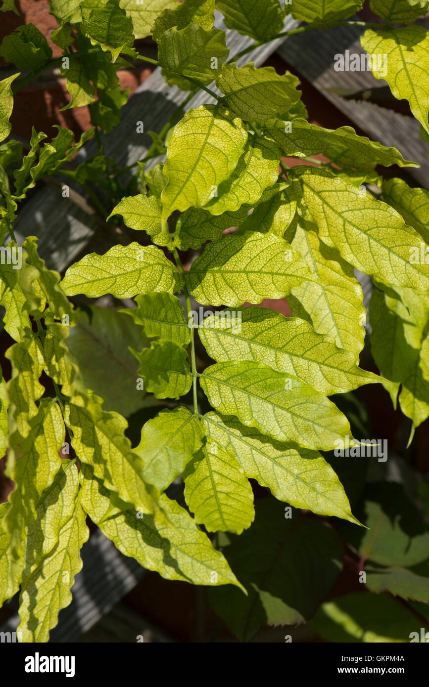 Chlorose provoqué par la carence en fer sur les feuilles d'une usine de Wisteria sinensis, Berkshire, juin Banque D'Images