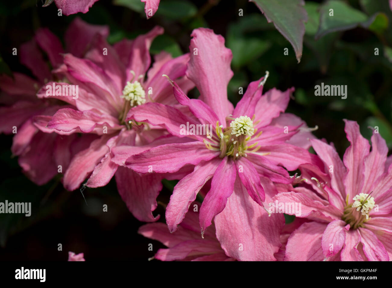 Clematis montana 'Broughton Star', une double fleur rose plante de jardin ornemental escalade, juin Banque D'Images