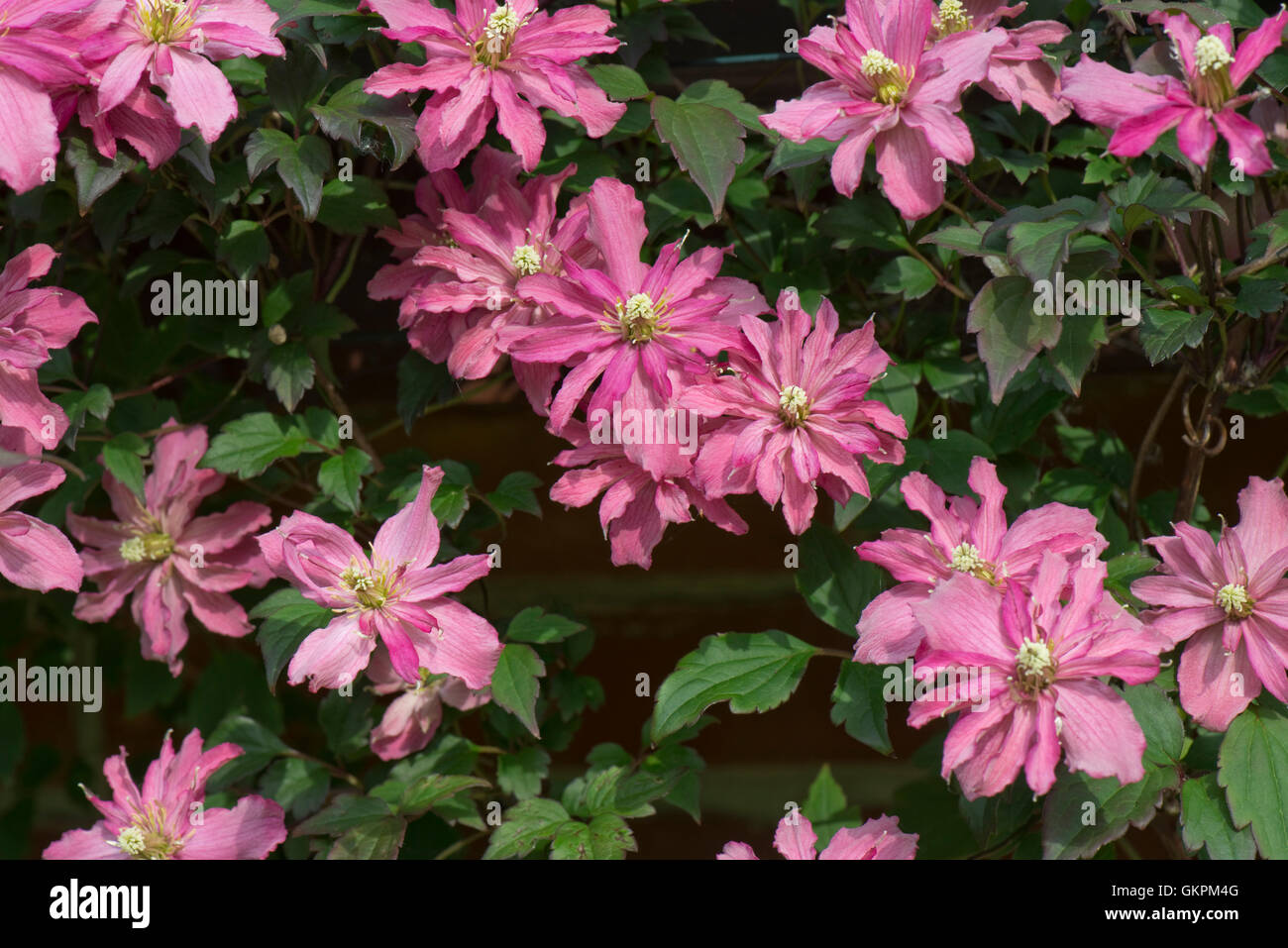 Clematis montana 'Broughton Star', une double fleur rose plante de jardin ornemental escalade, juin Banque D'Images