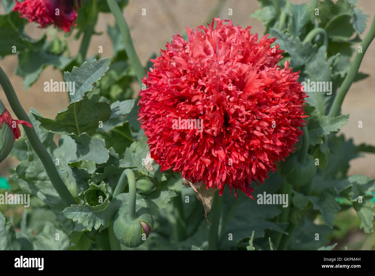 Un pompon rouge en forme de pavot à opium, Papaver somniferum, de fleurs et d'ornement de jardin, juin annuel Banque D'Images