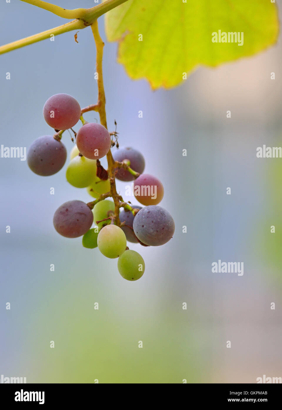 Les raisins ne sont pas mûrs avec des feuilles de vigne Banque D'Images