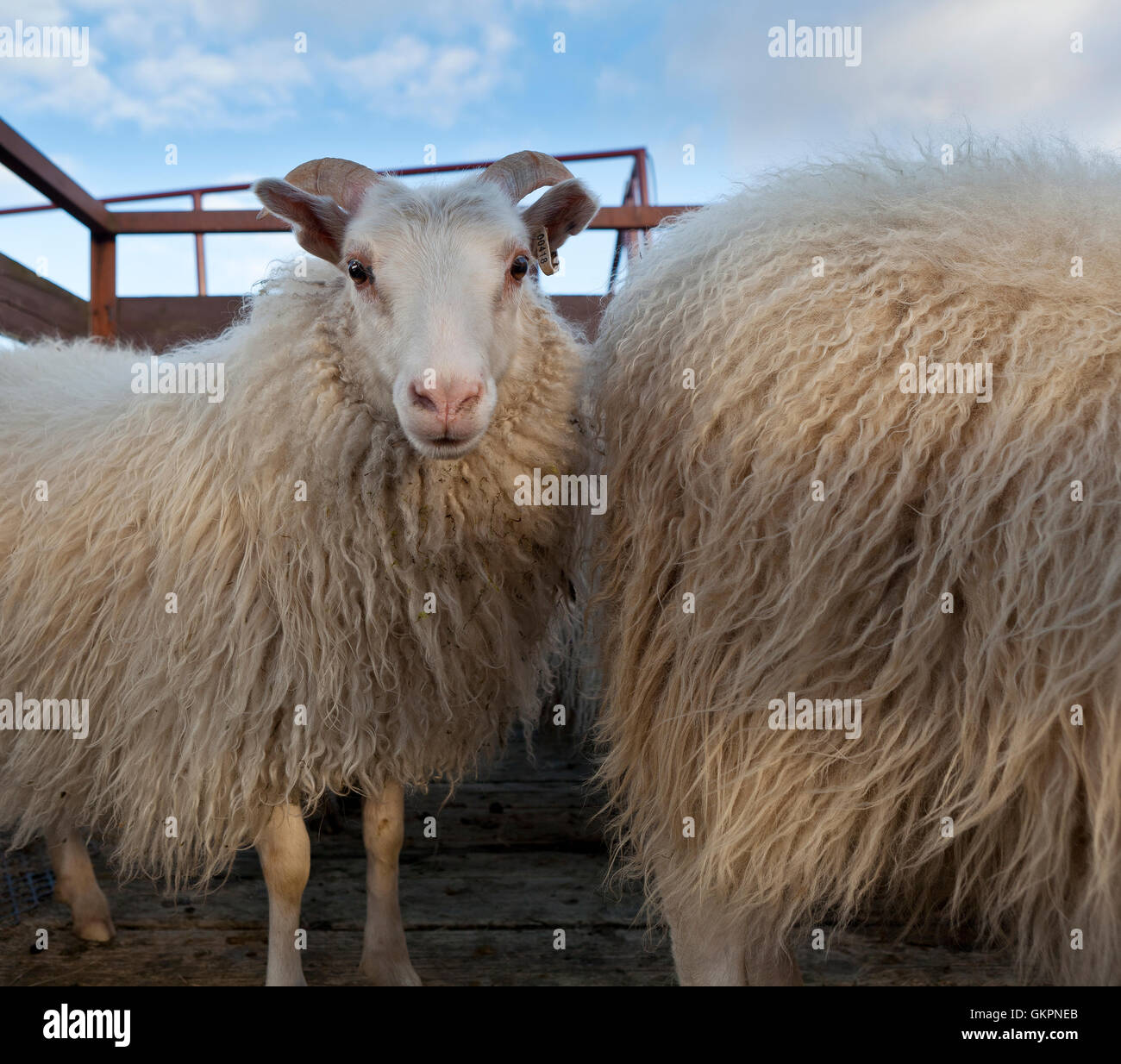 Rassemblement des moutons, l'Est de l'Islande Banque D'Images