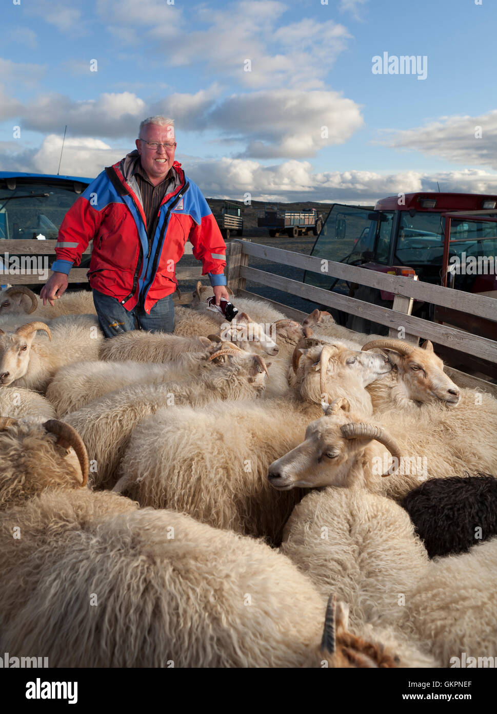 Farmer, moutons round-up, l'Est de l'Islande Banque D'Images