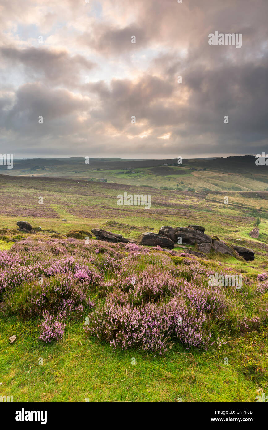 Magnifique paysage de rochers et la lande à l'cafards dans le Peak District, dans le Derbyshire, une magnifique région de gréa Banque D'Images