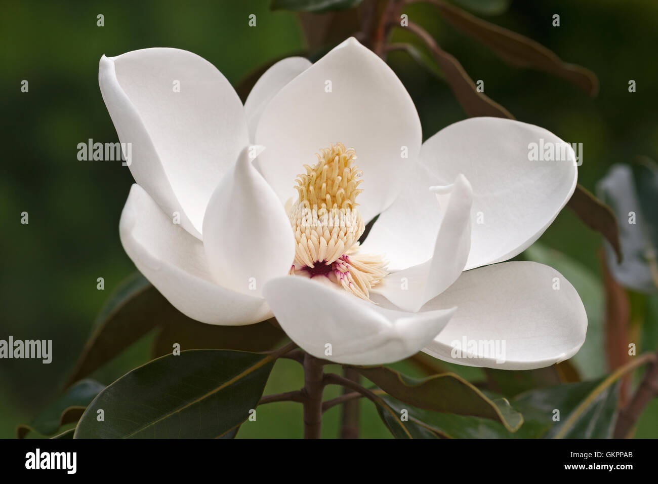 Fleur de magnolia sud Banque D'Images