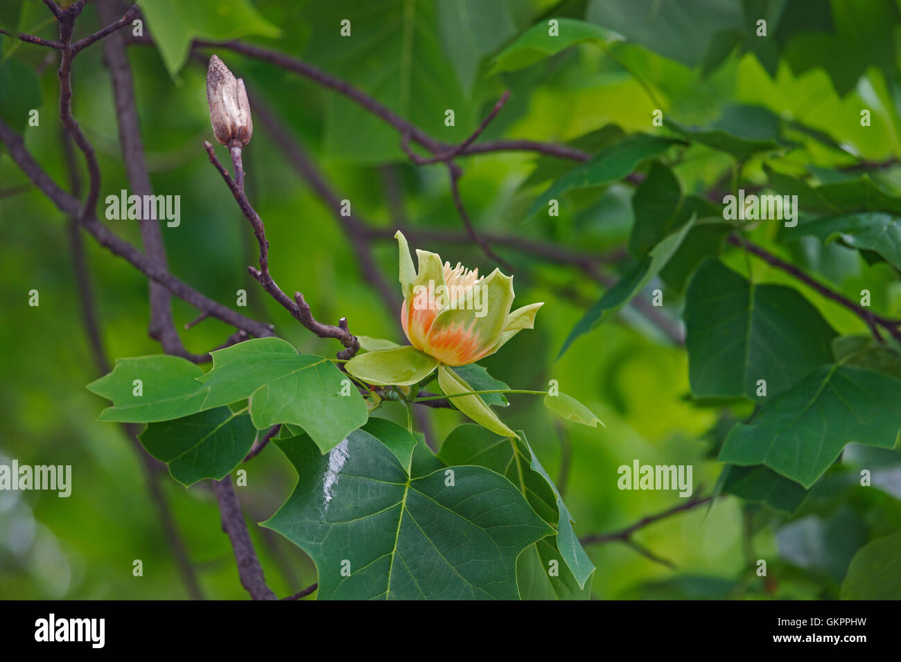 Tulip Tree flower Banque D'Images