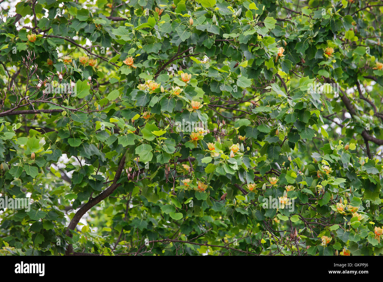 Tulip Tree in blossom Banque D'Images