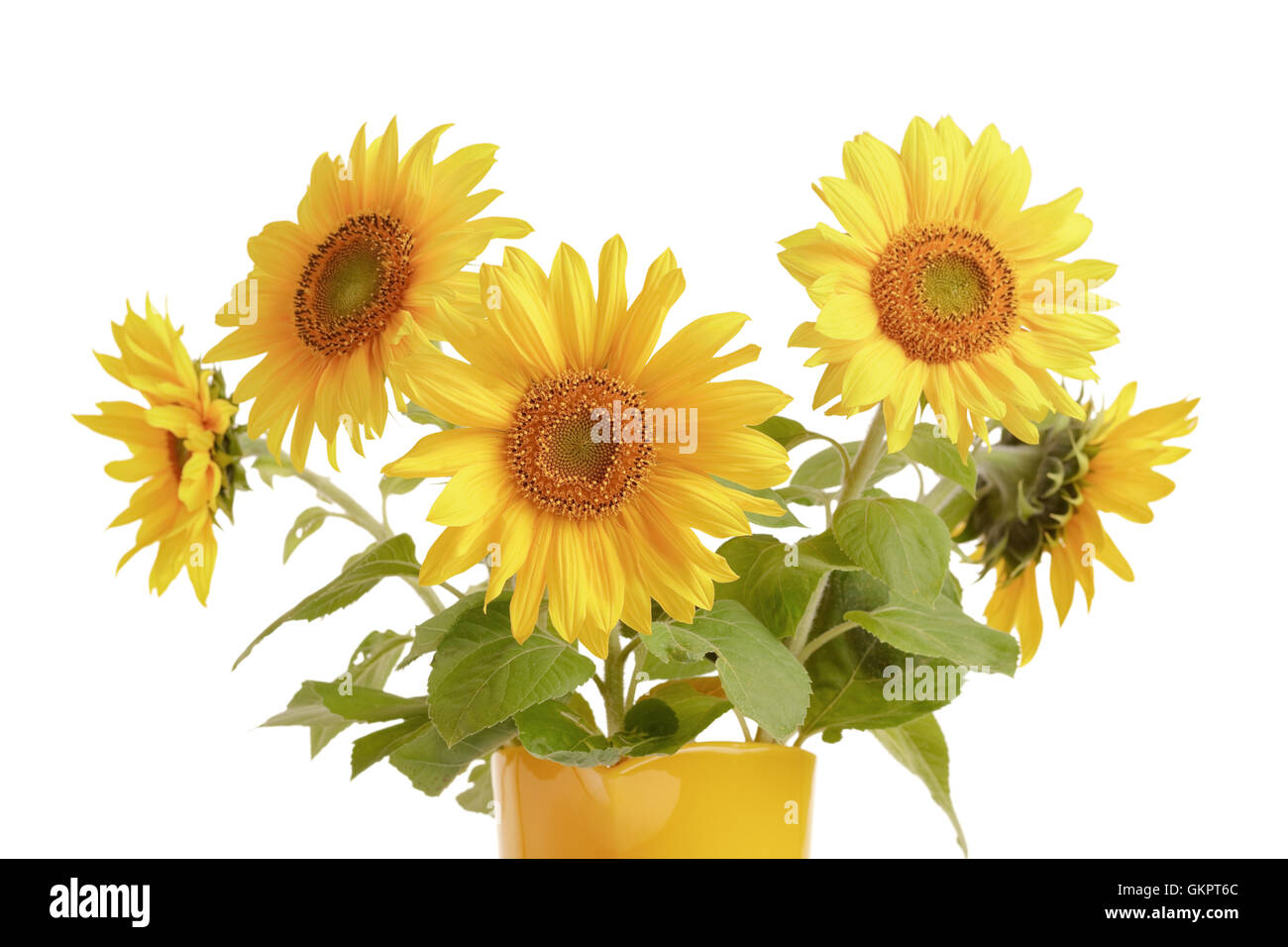 Tournesols en pichet jaune. Banque D'Images