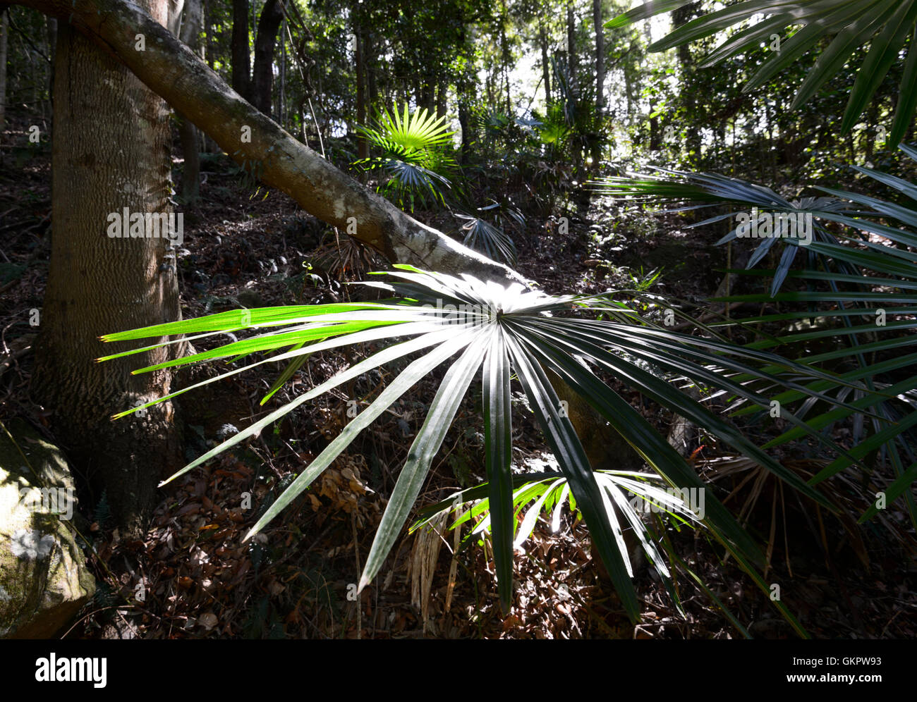 De plus en plus ensoleillées de palmier Minnamurra Rainforest Center, New South Wales, NSW, Australie Banque D'Images