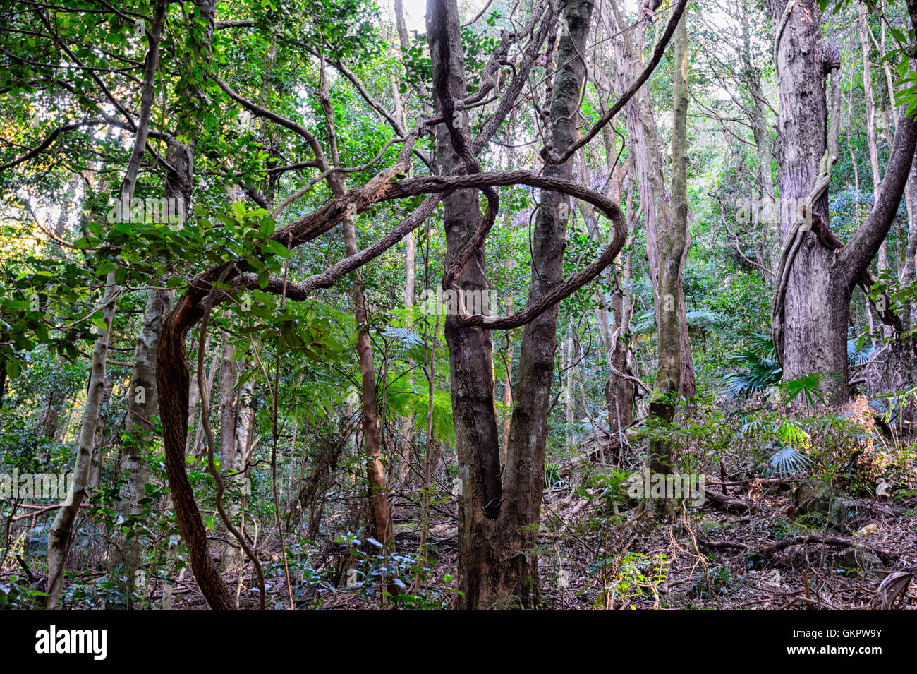 Twisted Liana poussant dans la forêt pluviale tempérée Minnamurra Center, New South Wales, NSW, Australie Banque D'Images