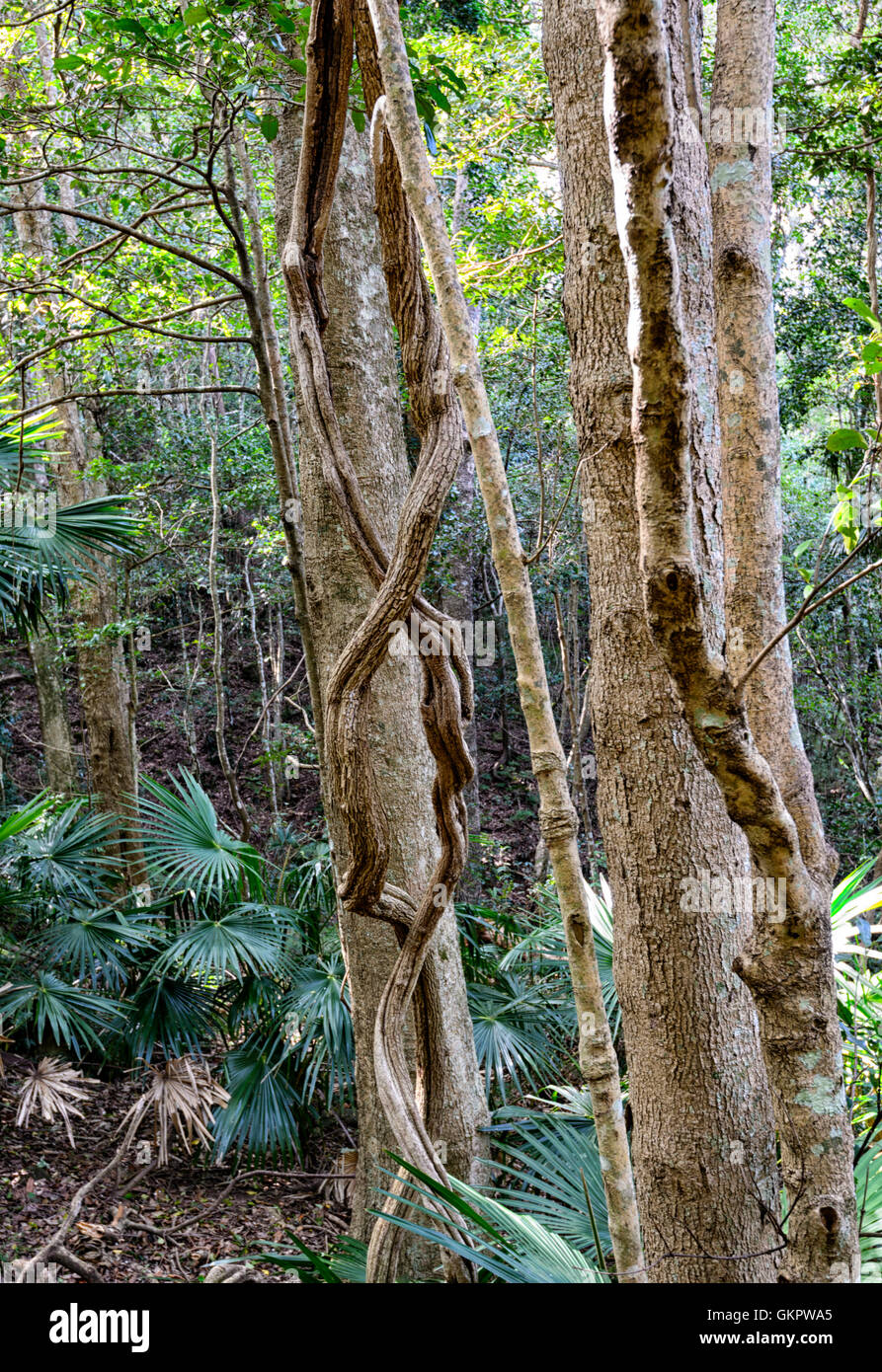 Lianes torsadées poussant dans la forêt pluviale tempérée Minnamurra Center, New South Wales, NSW, Australie Banque D'Images