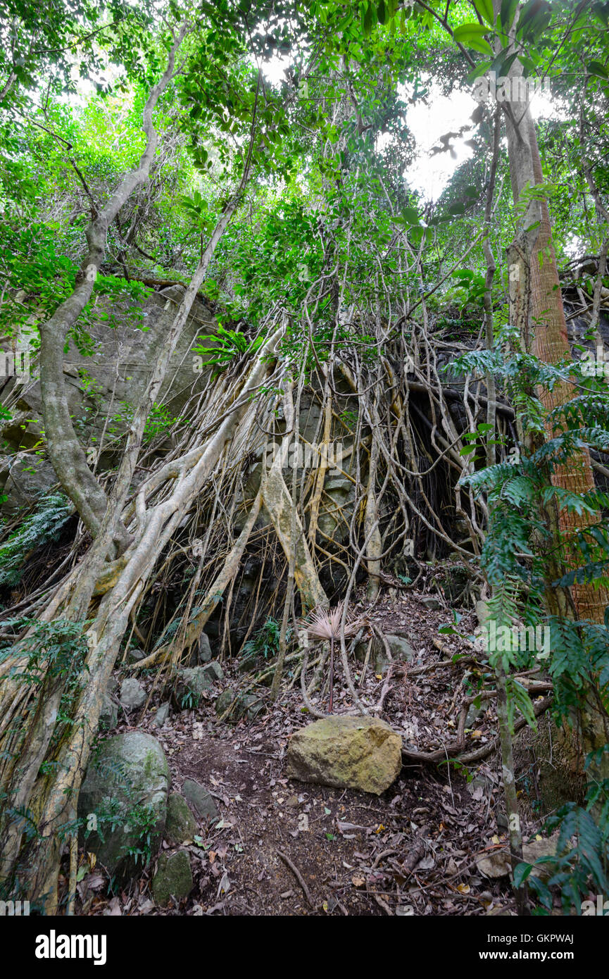 Racines enchevêtrées d'un figuier, Minnamurra Rainforest Center, New South Wales, NSW, Australie Banque D'Images
