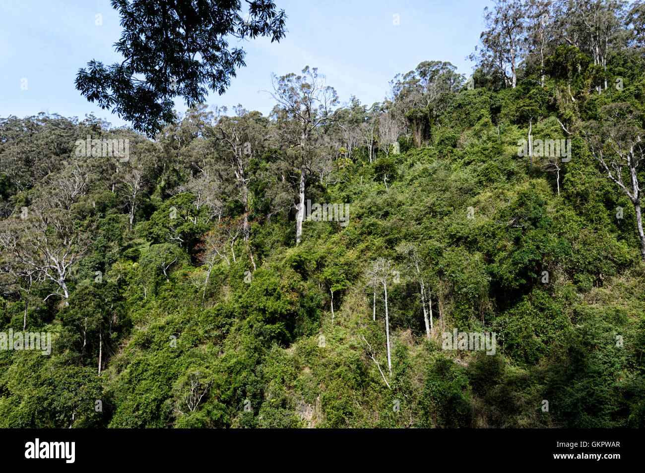Vue sur la forêt pluviale tempérée Minnamurra, New South Wales, NSW, Australie Banque D'Images