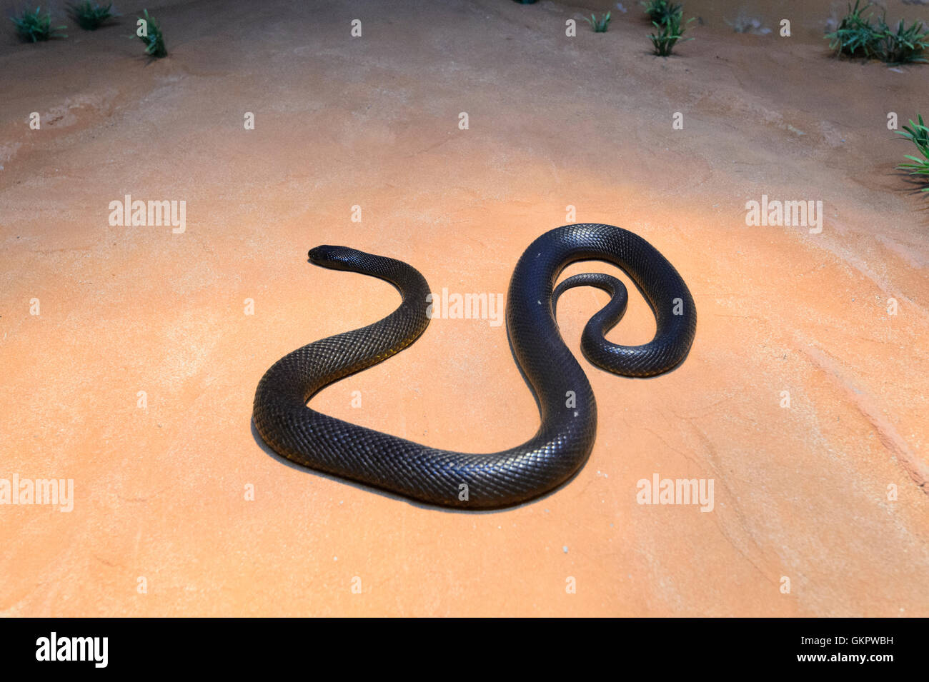 Inland Taipan ou serpent féroce (Oxyuranus microlepidotus), l'Australie le venin de l'Inland Taipan est extrêmement puissant et est ra Banque D'Images