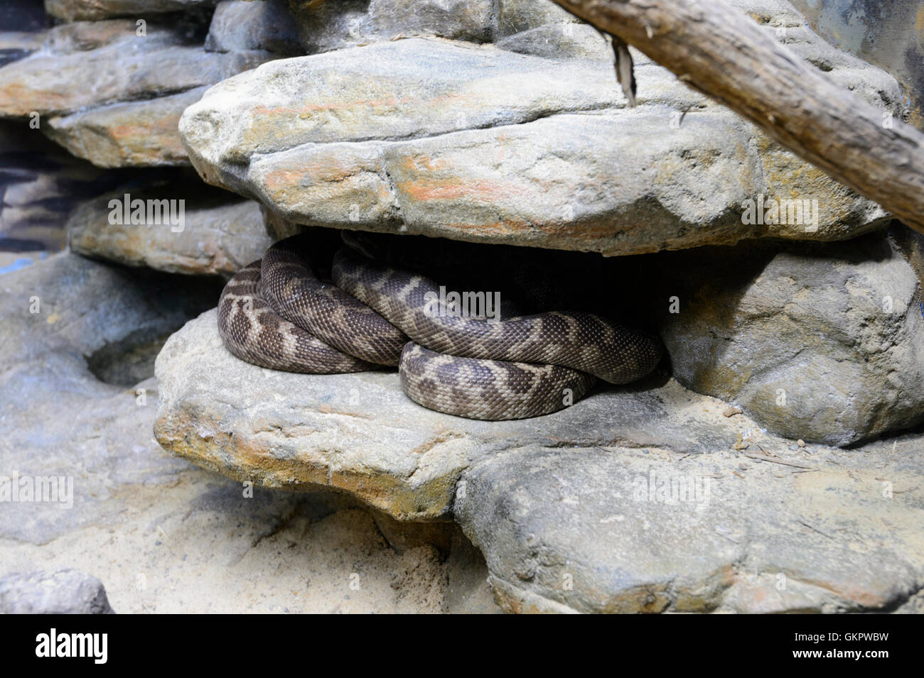 À l'échelle approximative (Python Morelia carinata), l'Australie Banque D'Images