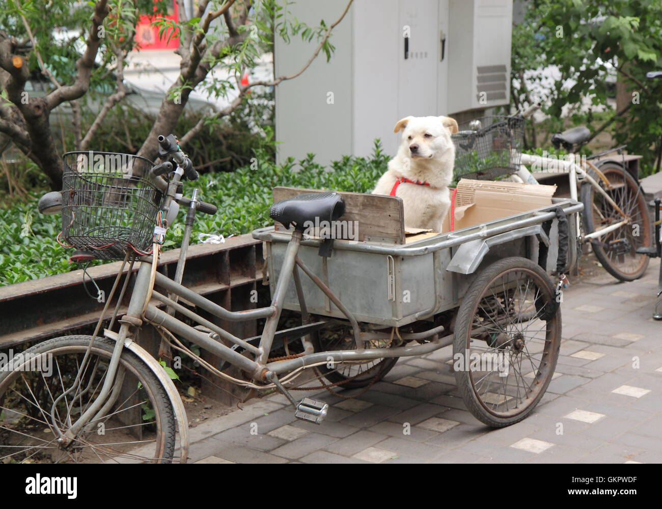 Chien local se trouve dans le centre-ville de Beijing Bicycle panier en Chine Banque D'Images