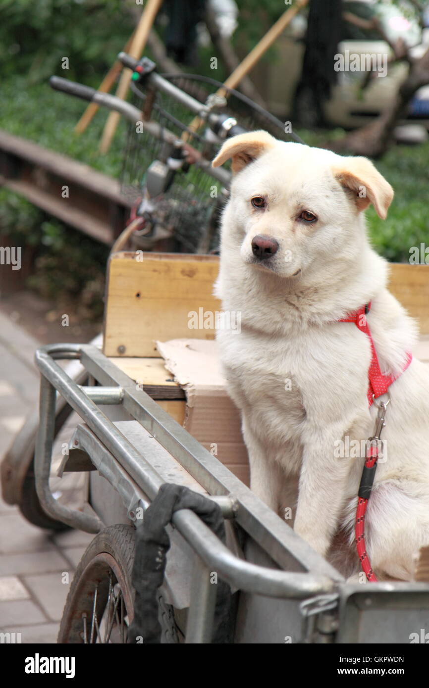 Chien local se trouve dans le centre-ville de Beijing Bicycle panier en Chine Banque D'Images
