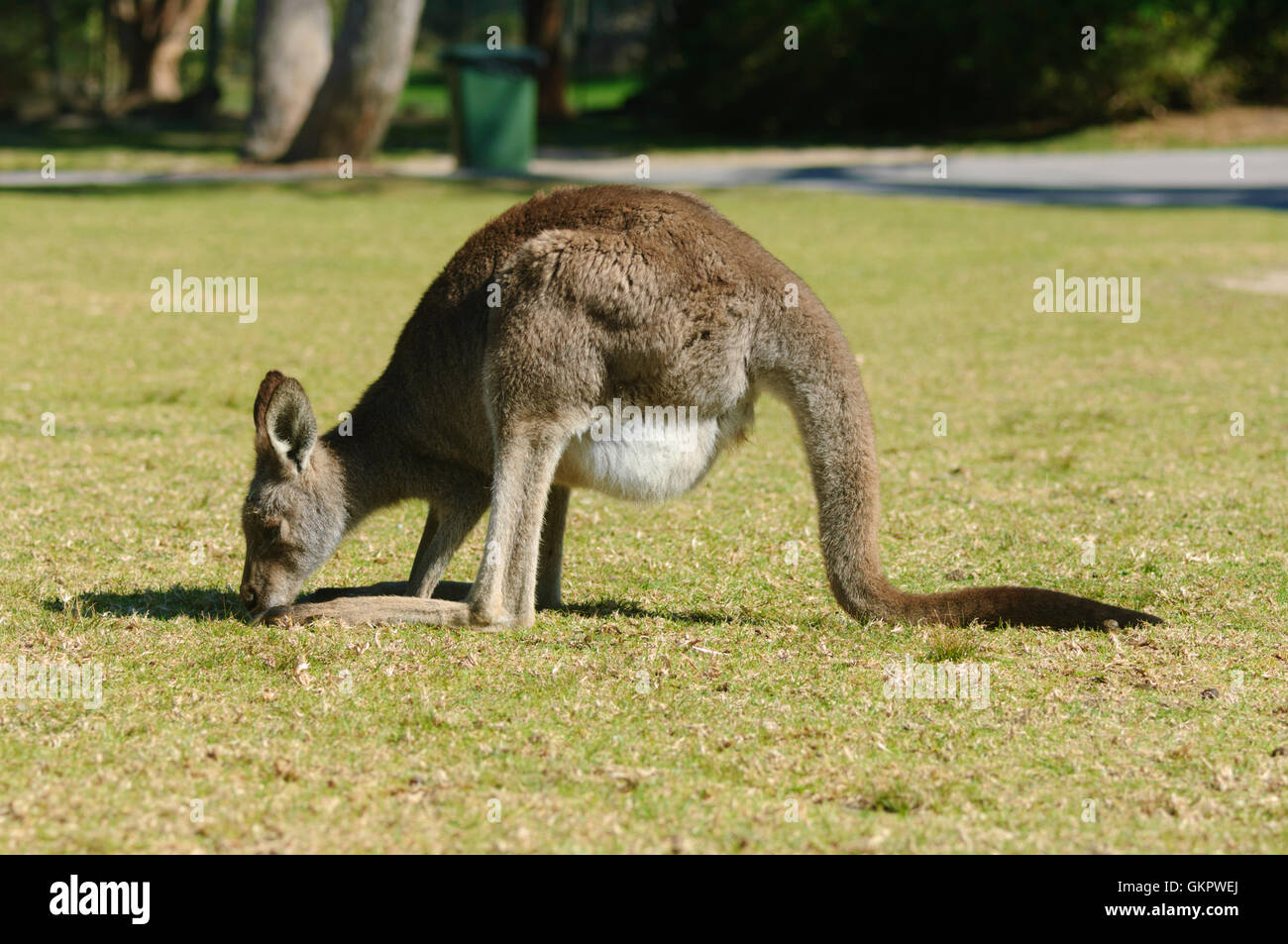 Kangourou gris de l'Est ou de forestier (Macropus giganteus tasmaniensis) avec Joey en sachet, Australie Banque D'Images