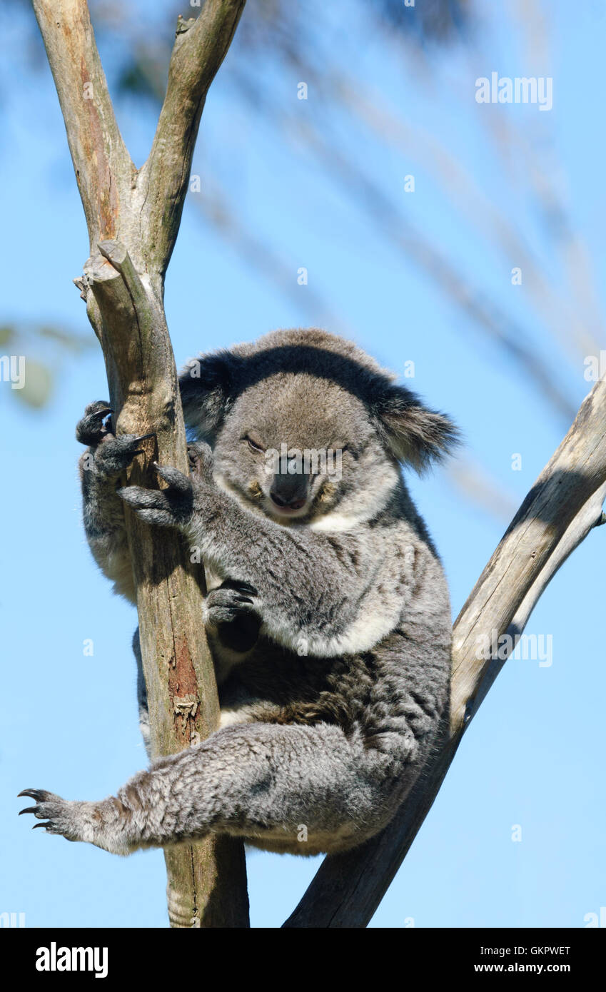 Koala (Phascolarctos cinereus) à Symbio Wildlife Park, Helensberg, New South Wales, NSW, Australie Banque D'Images