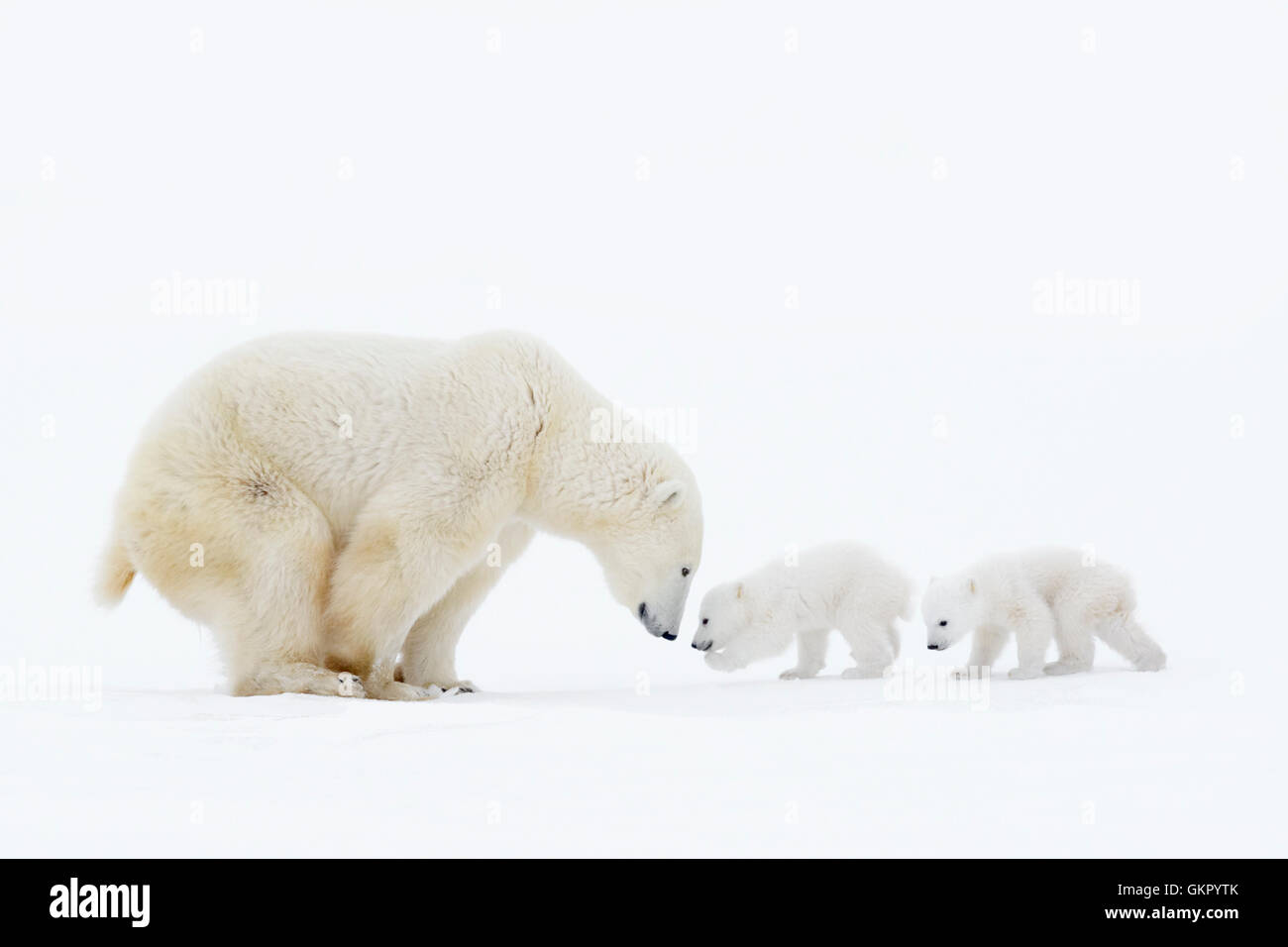 Mère de l'ours polaire (Ursus maritimus) debout sur tundra avec deux nouveaux nés d'oursons, Parc National de Wapusk, Manitoba, Canada Banque D'Images