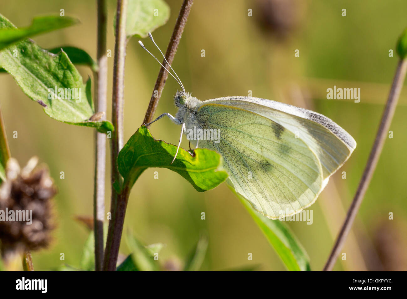 Large White Pieris brassicae adulte au repos du Yokshire Todwick Banque D'Images