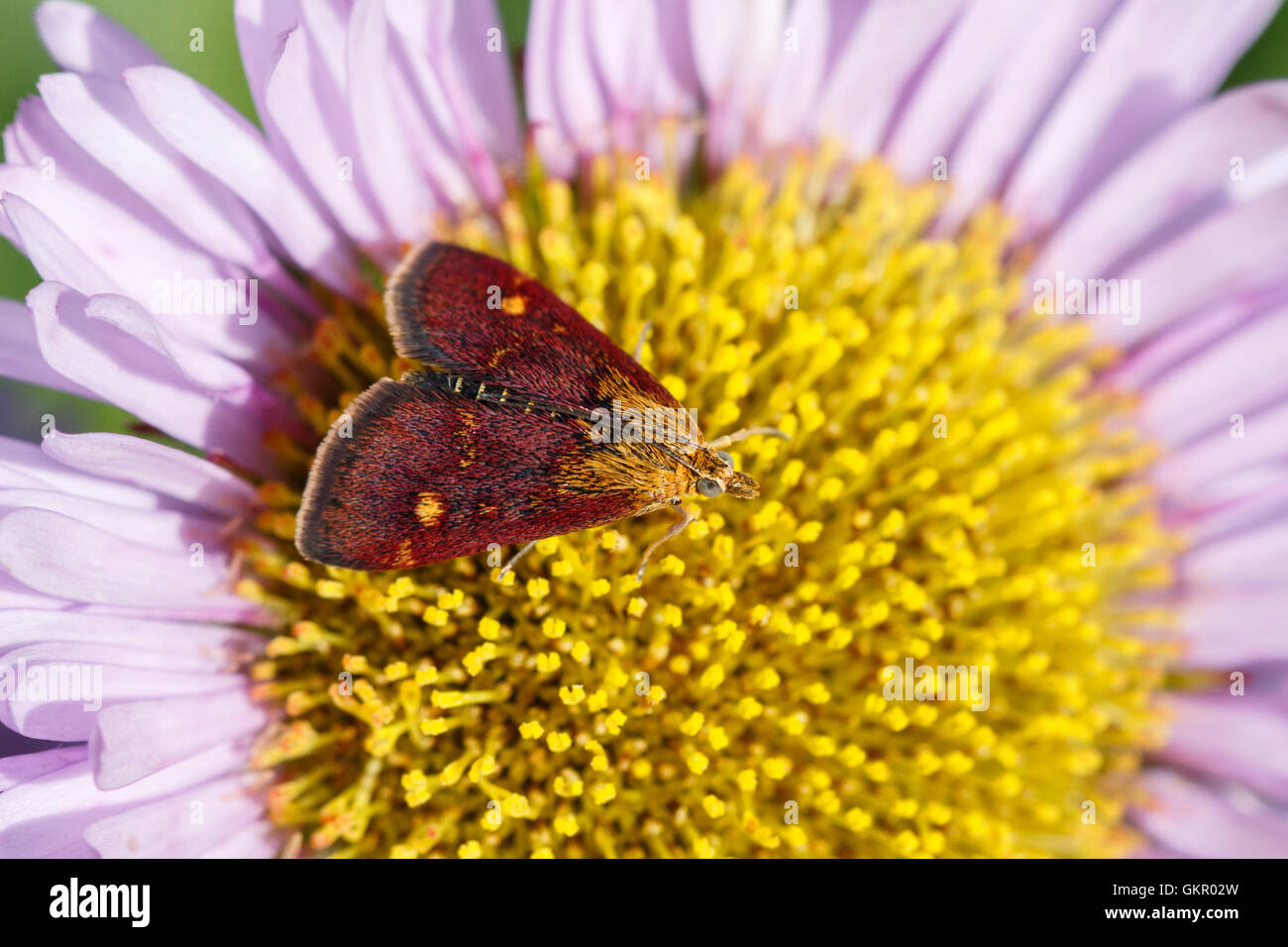 Petit violet et or Pyrausta aurata adulte sur station Daisy Todwick South Yorkshire Banque D'Images