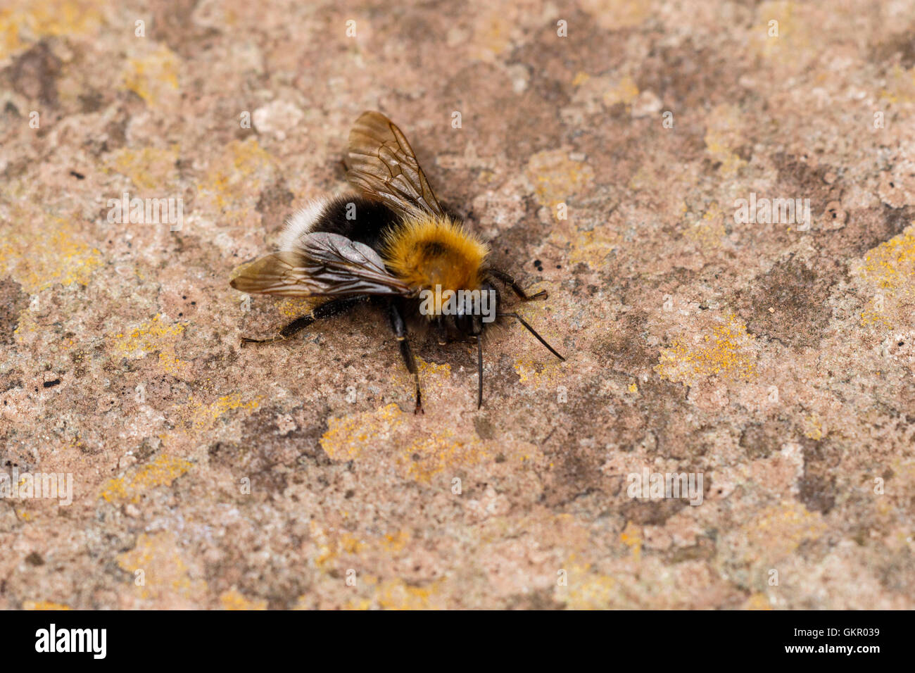 Tree Bumblebee Bombus hypnorum hot reposant sur un mur de pierre Banque D'Images
