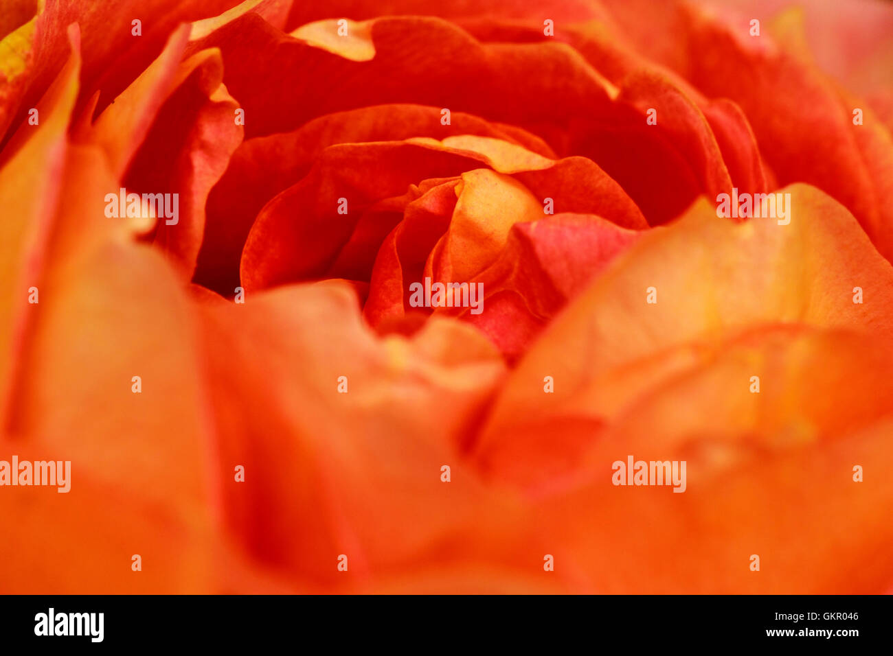 Jardin Rose Rose 'Lady of Shalott' close-up de pétales centre Banque D'Images