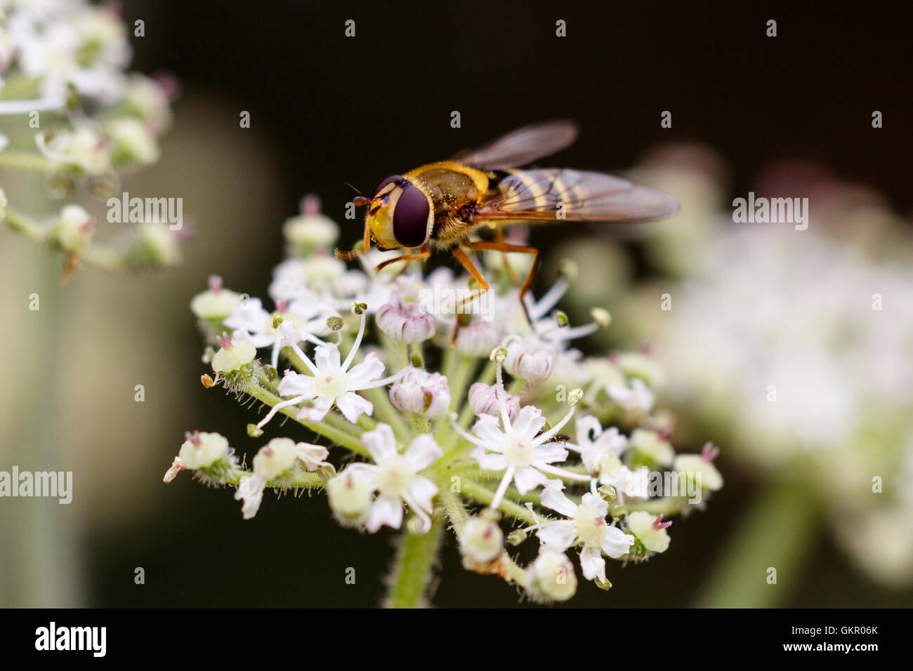 Hoverfly Syrphus vitripennis alimentation adultes sur umbellifer capitule. Banque D'Images