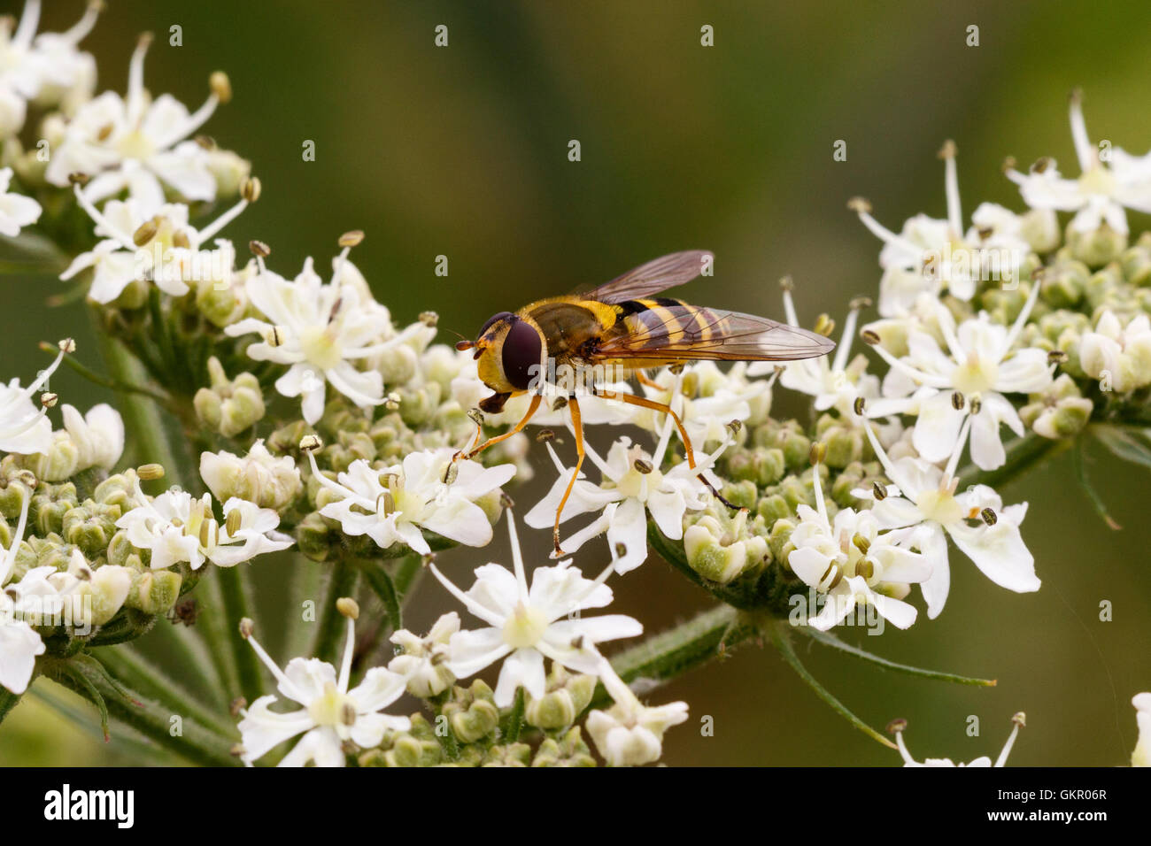 Hoverfly Syrphus vitripennis alimentation adultes sur umbellifer capitule. Banque D'Images