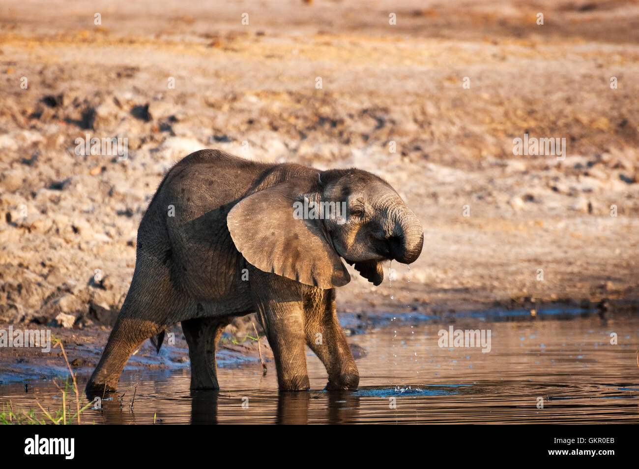 Cub de l'éléphant de l'eau potable dans la rivière Chobe, Parc National de Chobe, au Botswana, l'Afrique Banque D'Images Cub de l'éléphant de l'eau potable dans la rivière Chobe, Parc National de Chobe, au Botswana, l'Afrique Banque D'Images