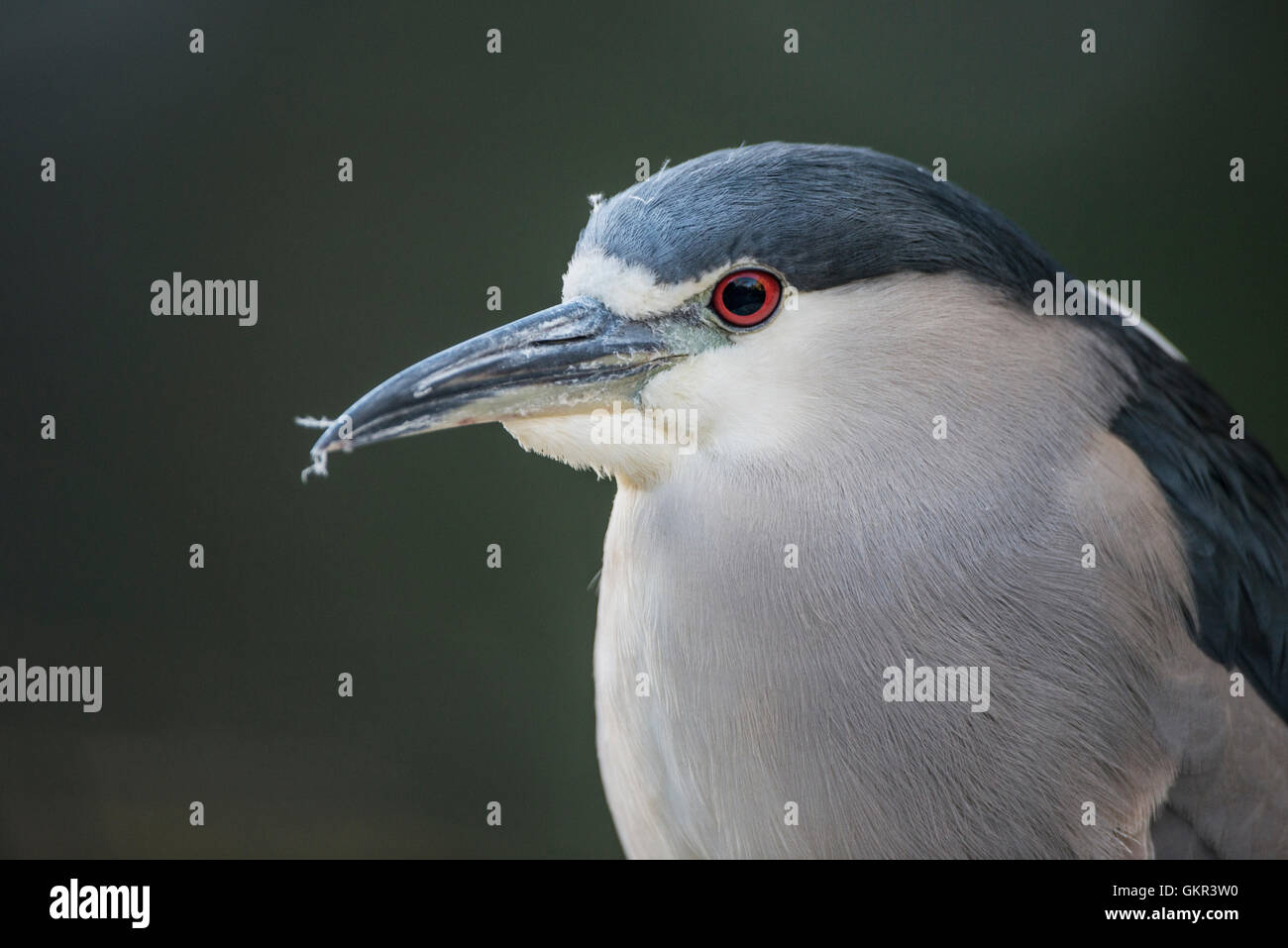 Bihoreau gris (Nycticorax nycticorax) Banque D'Images