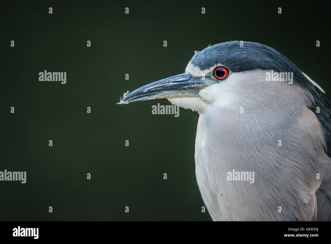 Bihoreau gris (Nycticorax nycticorax) Banque D'Images
