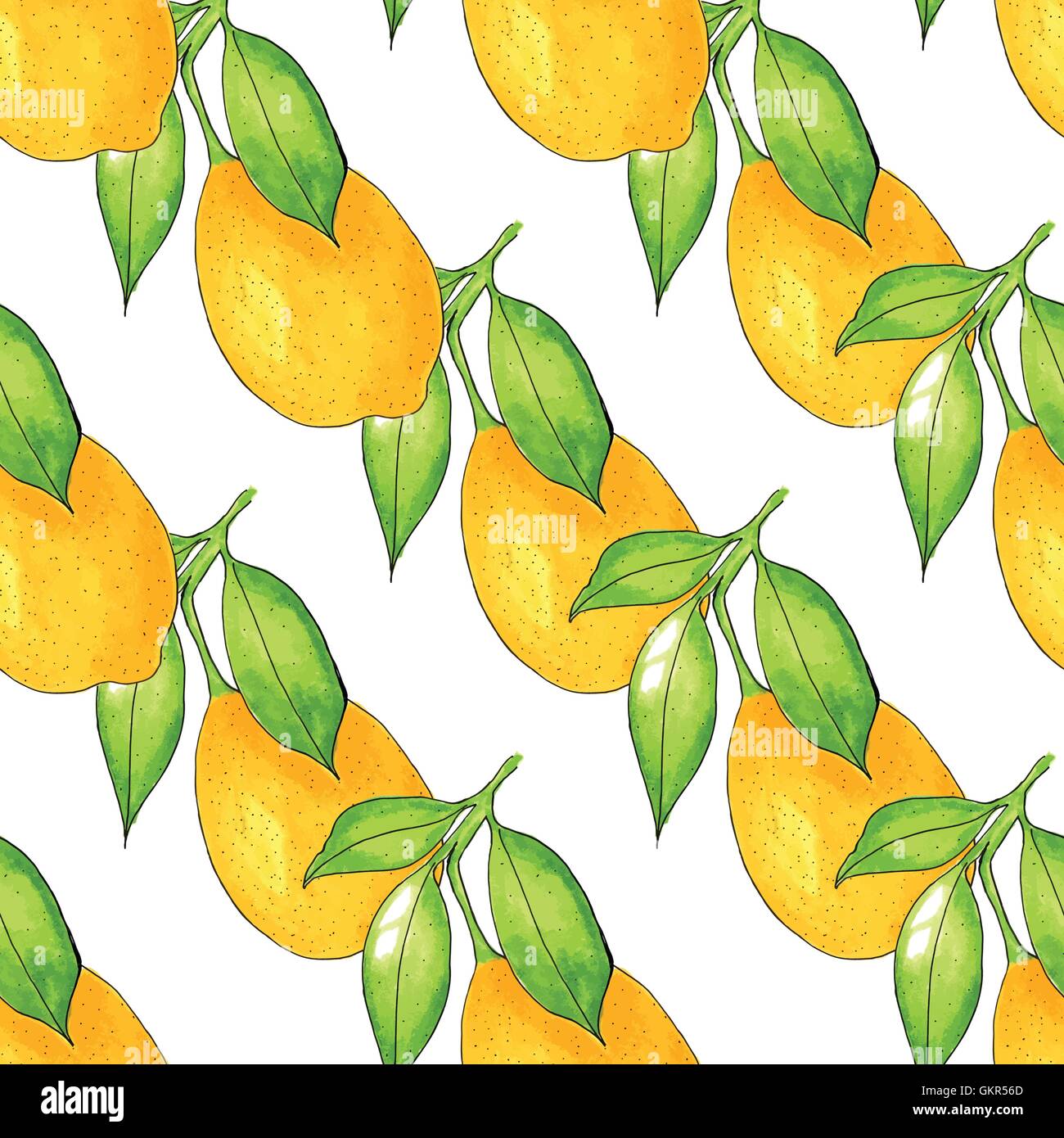 Lemon Tree branch, transparente de l'aquarelle sur fond blanc, vector illustration. Illustration de Vecteur