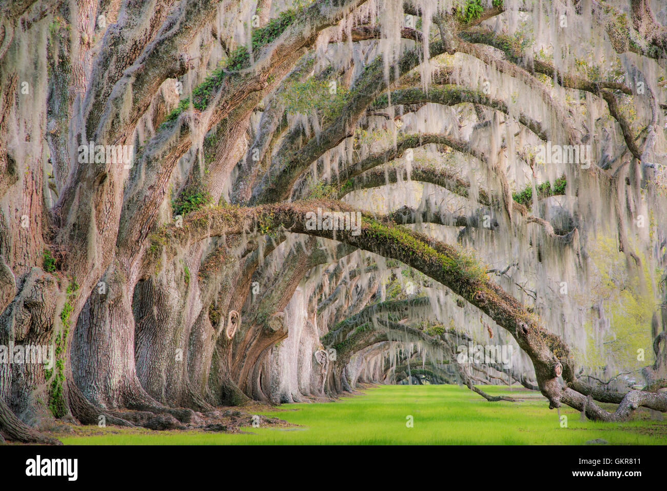 Vivre chênes (Quercus virginiana) et la mousse espagnole (Tilandsia useneoides Edisto Island), Caroline du Sud, USA Banque D'Images