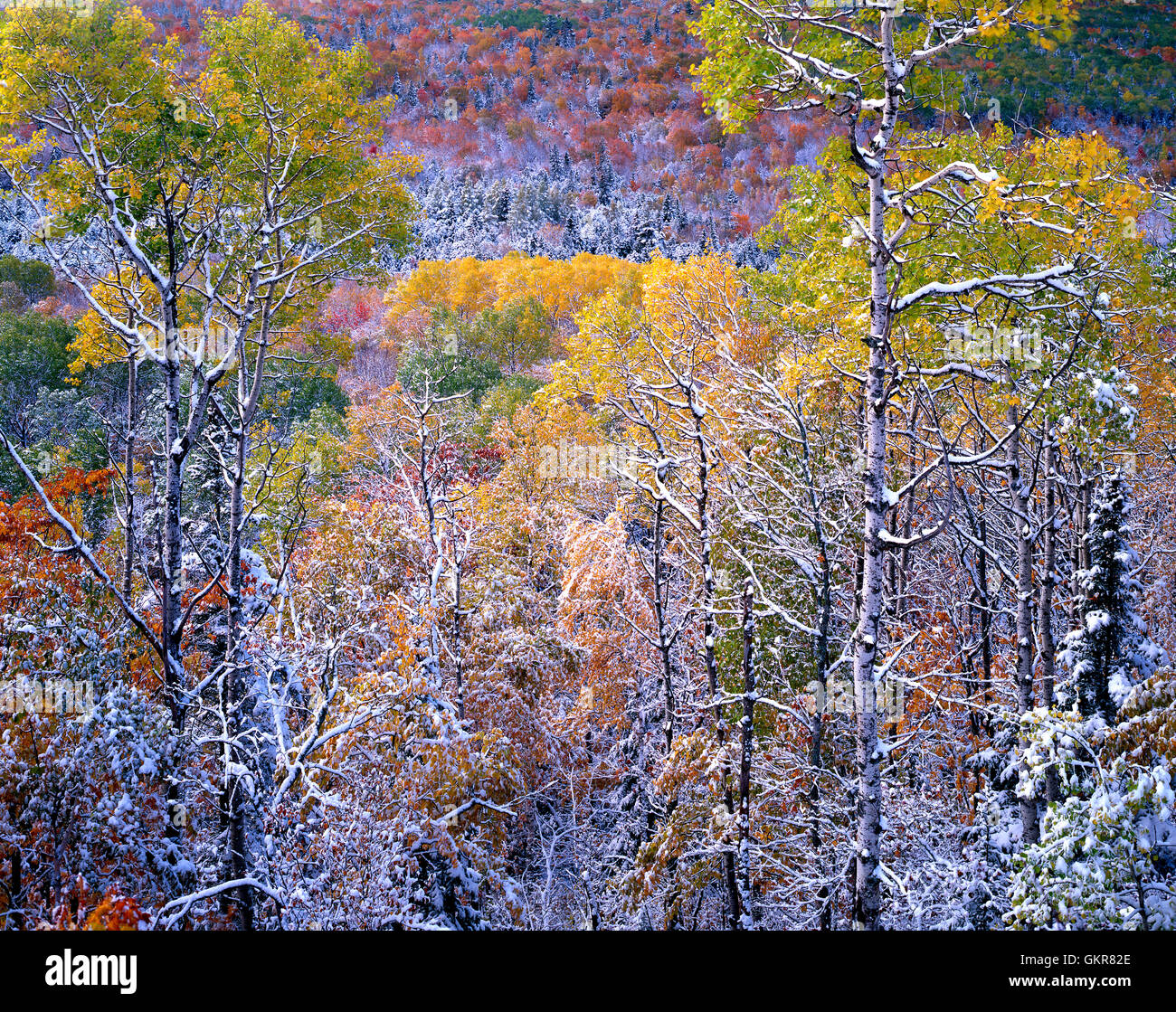 Soulignant la neige couleurs d'automne, le cuivre de la forêt d'État du pays, la péninsule Keweenaw, Michigan USA E Banque D'Images