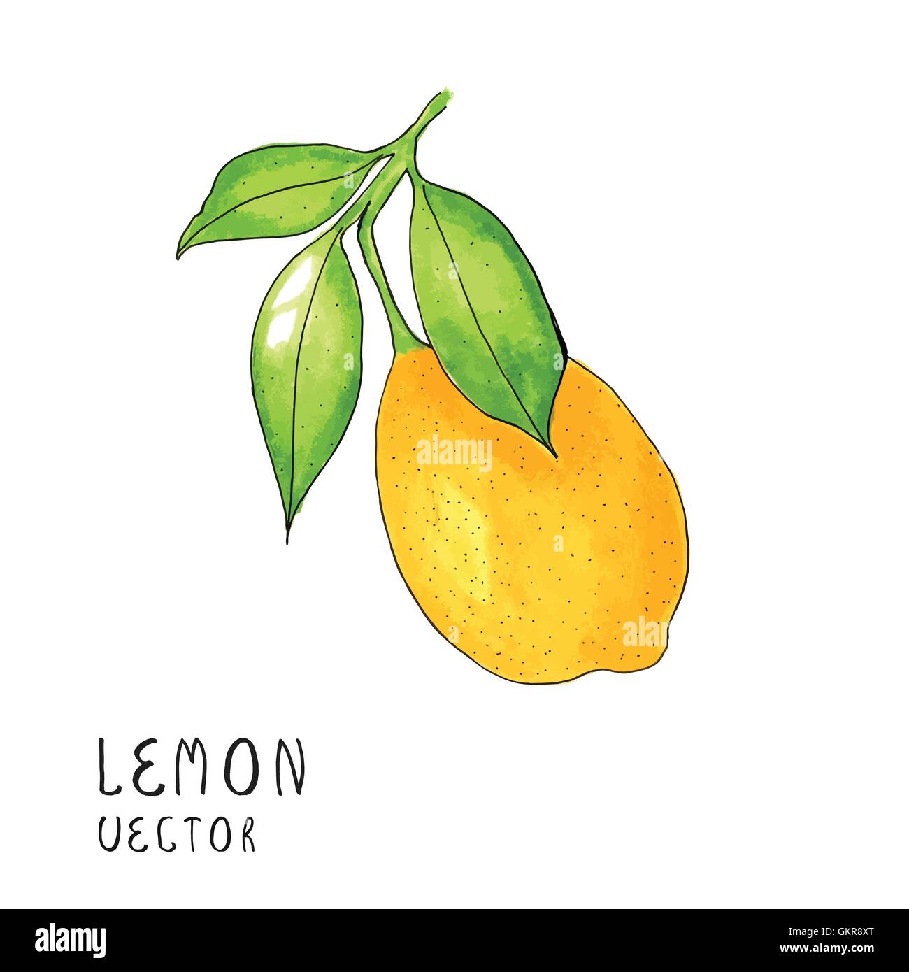 Lemon Tree branch, de l'aquarelle sur fond blanc, vector illustration Illustration de Vecteur