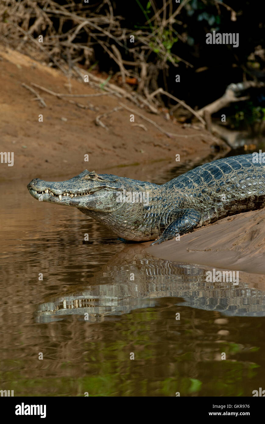 Caiman yacare (Caiman yacare) sur une berge, dans le Pantanal, Brésil Banque D'Images