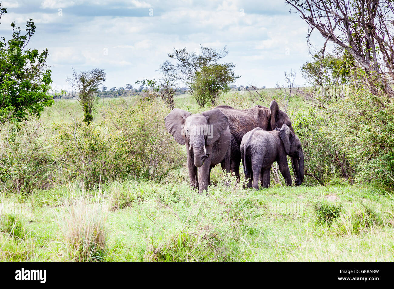 L'éléphant d'Afrique prises dans Massai Mara, Kenya. Banque D'Images
