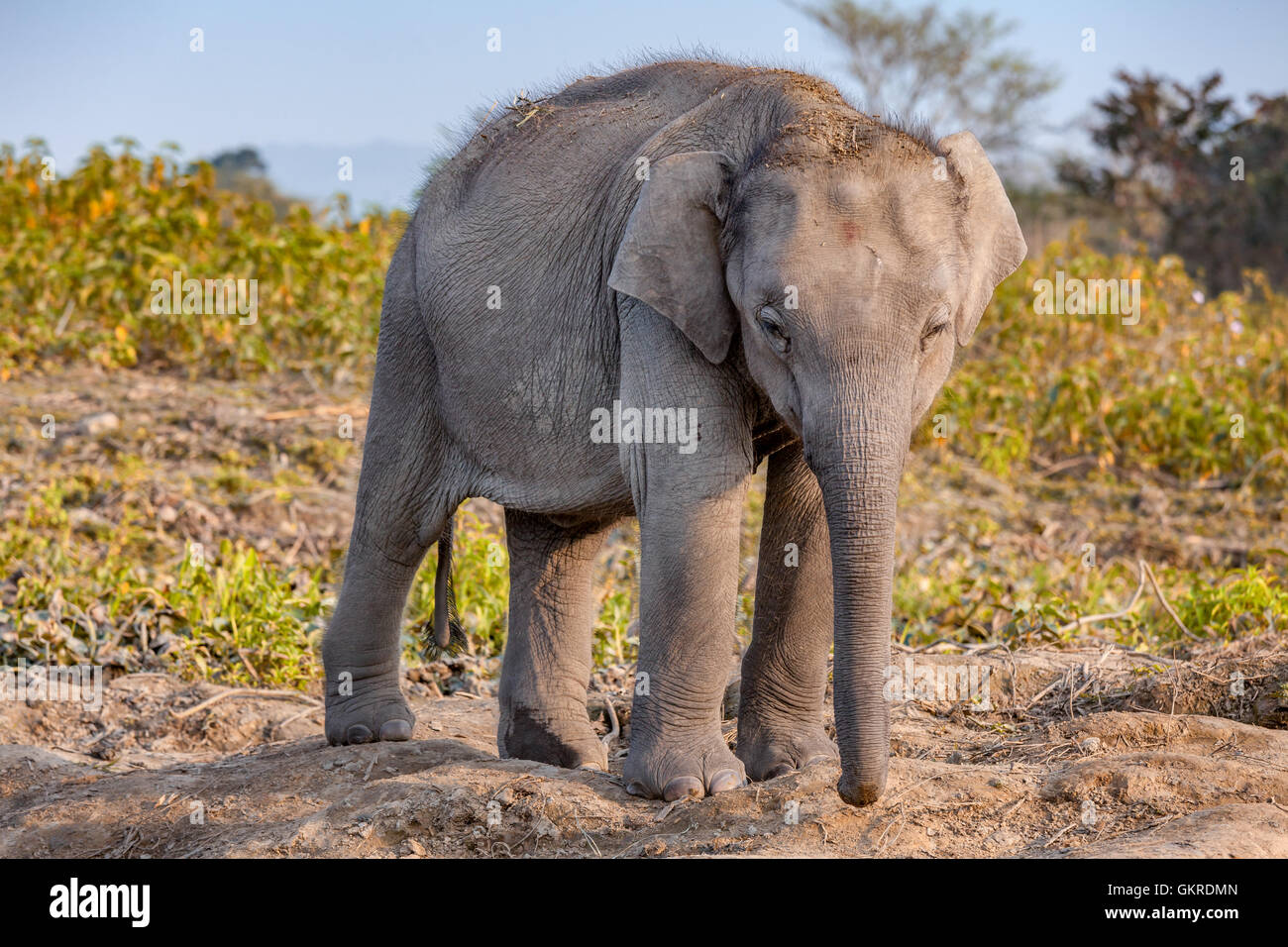 Bébé éléphant indien (Elephas maximus indicus), Parc national de Kaziranga, Assam, Inde Banque D'Images