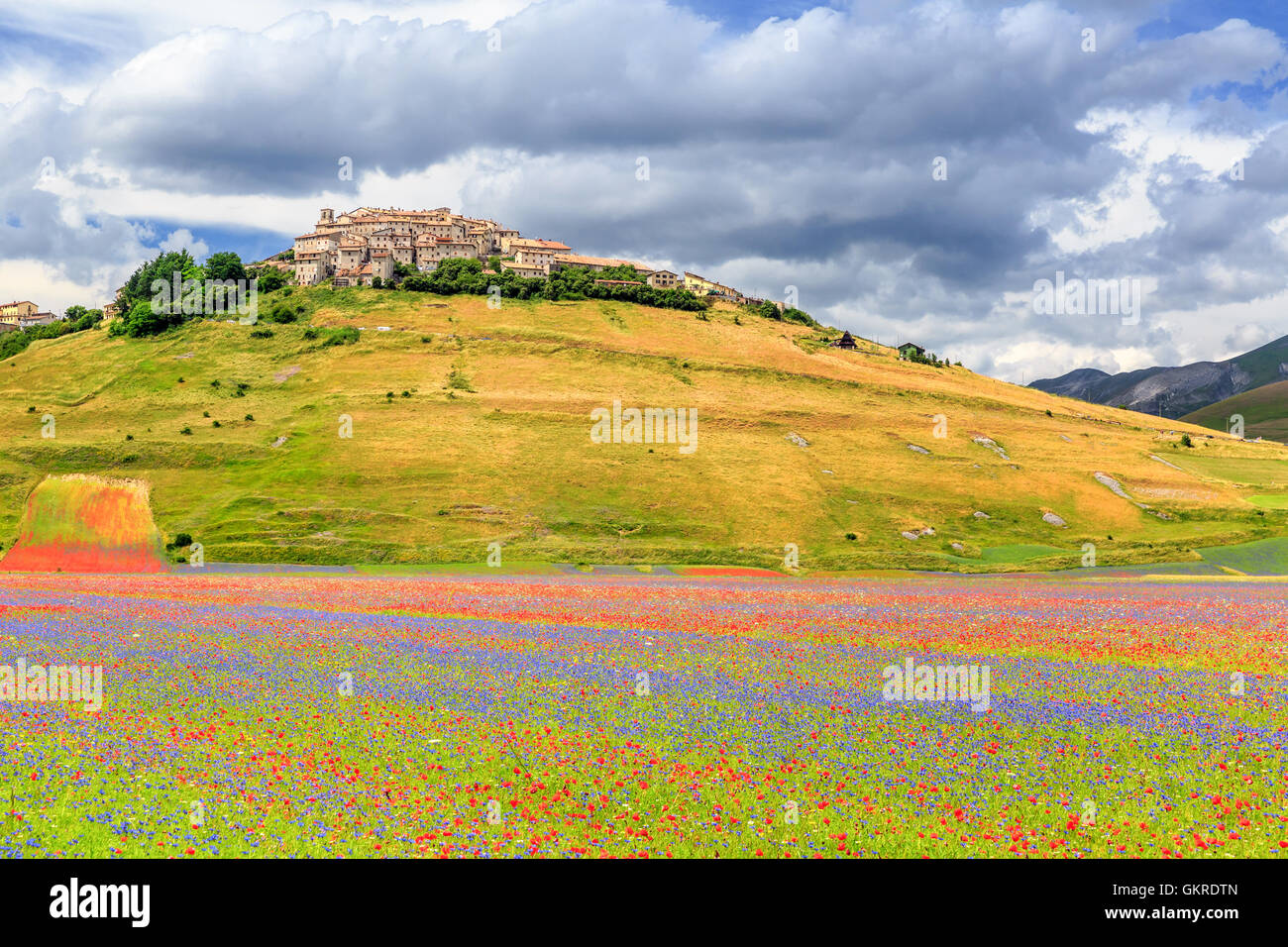 Domaine de fleurs sauvages, Castelluccio di Norcia, Piano Grande, parc national Monti Sibillini, Ombrie, Italie Banque D'Images