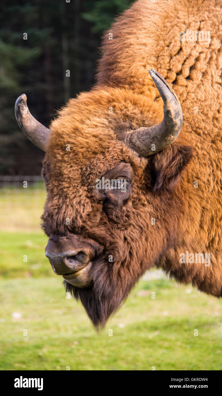 Portrait de bison Banque D'Images