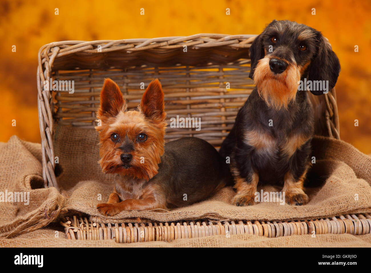 Yorkshire Terrier Miniature Teckel poil dur et|Yorkshire Terrier und Zwergrauhaardackel Banque D'Images